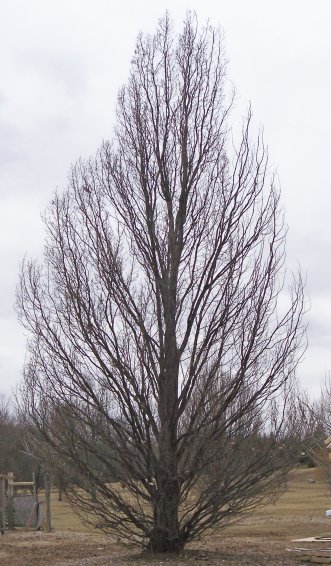 English Oak