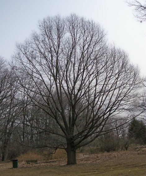 Northern Red Oak Tree