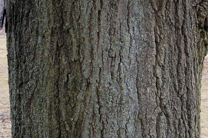 Trunk of the Northern Red Oak