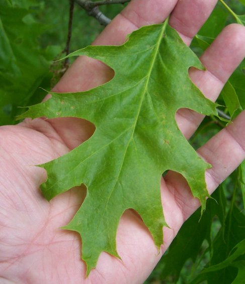 Leaf of the Northern Red Oak