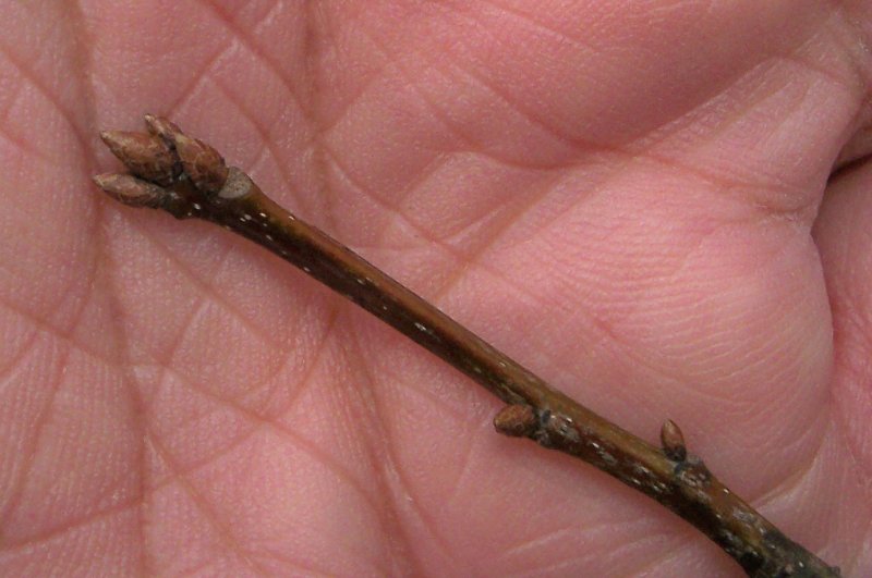 Bud of the Pin Oak