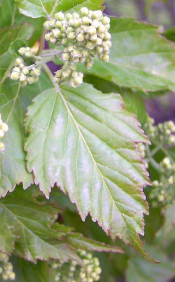 Flower and Leaf of the European Hornbeam