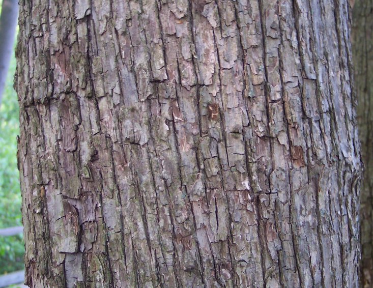 Trunk of the Hop-Hornbeam