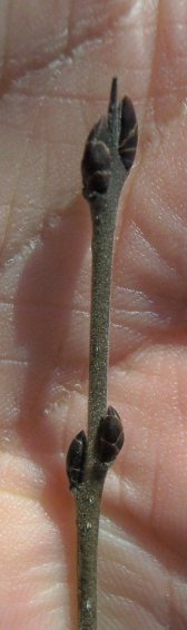 Bud of the Glossy Buckthorn