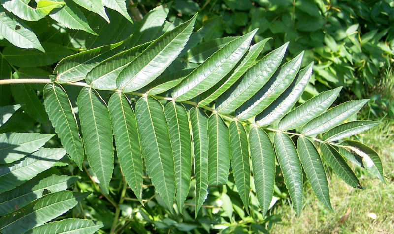 Leaf of the Staghorn Sumach