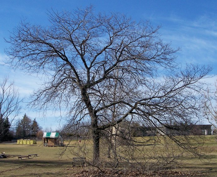 Honey-Locust