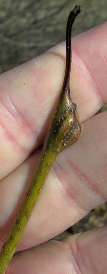 Bud of the Honey-Locust
