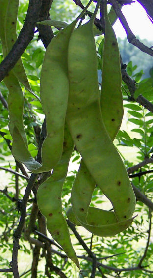 Fruit of the Honey-Locust