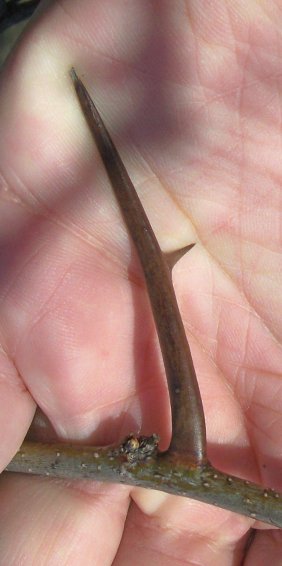 Thorn of the Honey-Locust
