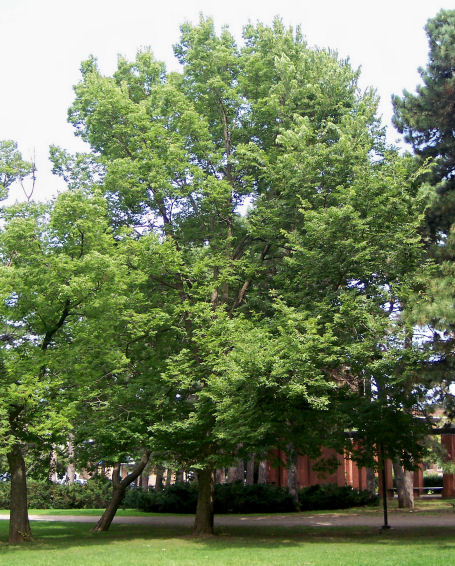 Common Hackberry