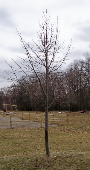American Basswood