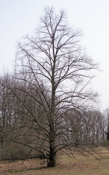 Bigleaf Linden