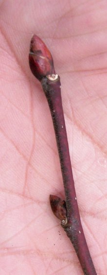 Bud of the Bigleaf Linden