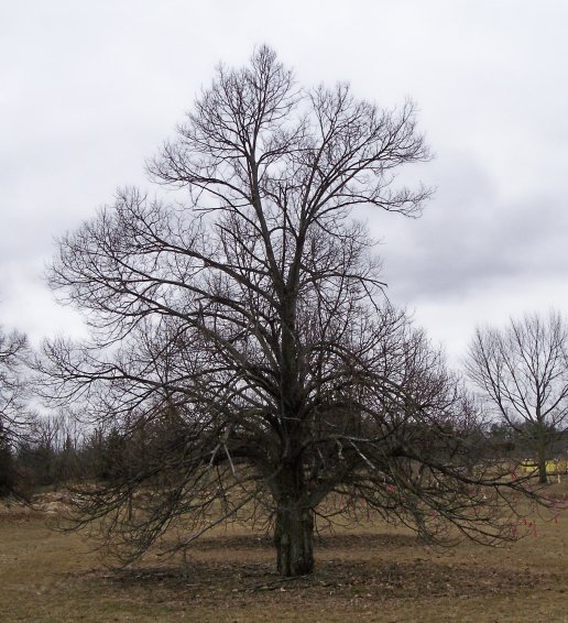 Littleleaf Linden