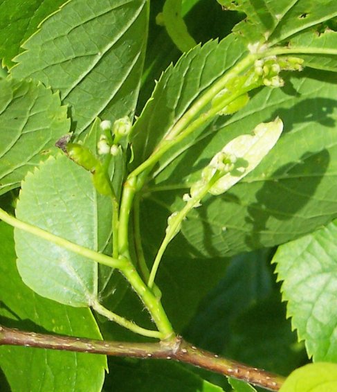 Flowers of the Paleleaf Linden
