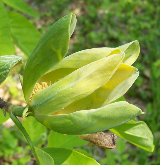 Flower of the the Cucumber-Tree