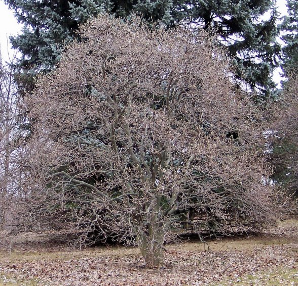 Magnolia