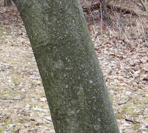 Trunk of the Magnolia
