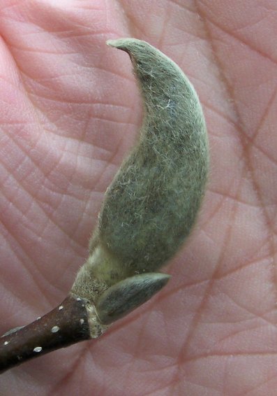 Bud of the Magnolia