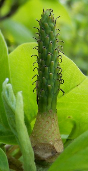 Fruit of the Magnolia