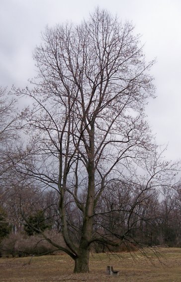 Tulip-Tree