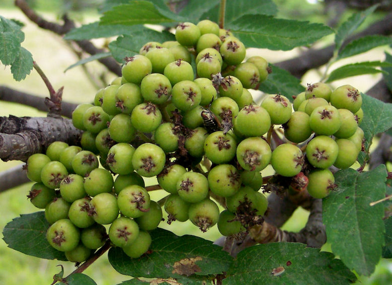 Fruit of the European Mountain-Ash