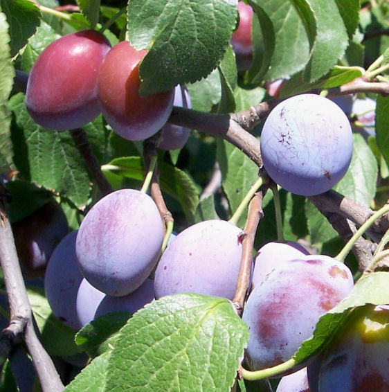 Fruit of the Garden Plum