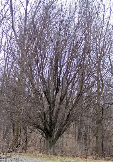 Oneseed Hawthorn