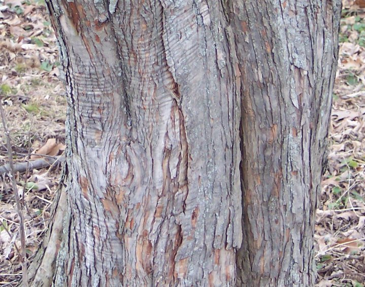 Trunk of the Oneseed Hawthorn