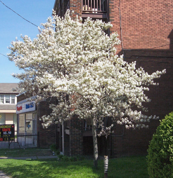 Smooth Serviceberry