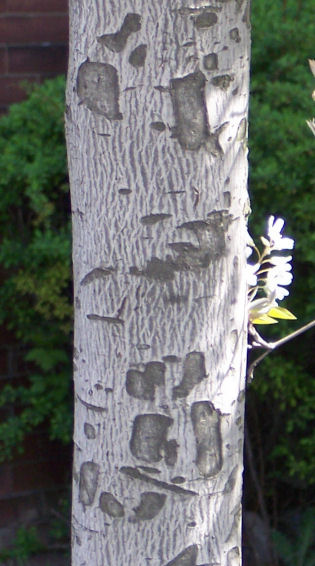 Trunk of the Smooth Serviceberry
