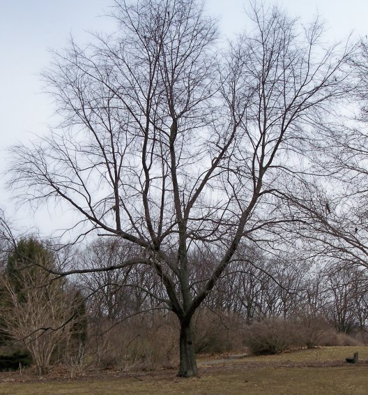 Wild Black Cherry