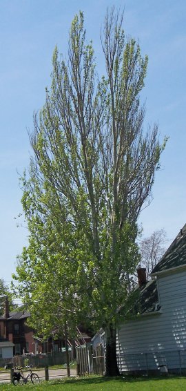 White Poplar