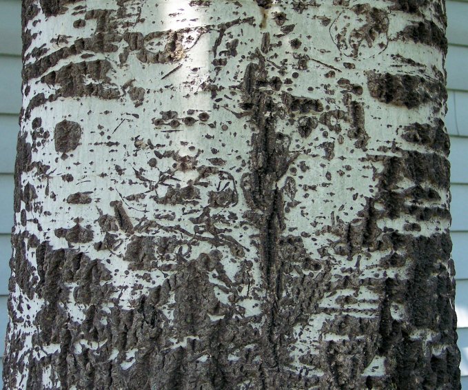 Trunk of the White Poplar