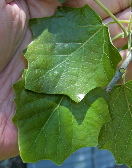 Leaf of the White Poplar