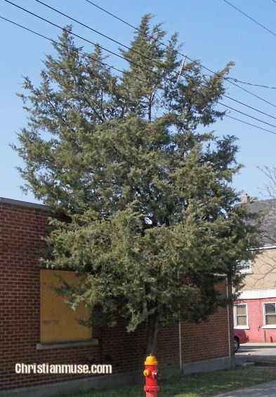 Eastern Red Cedar