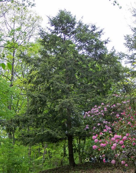 Eastern Hemlock