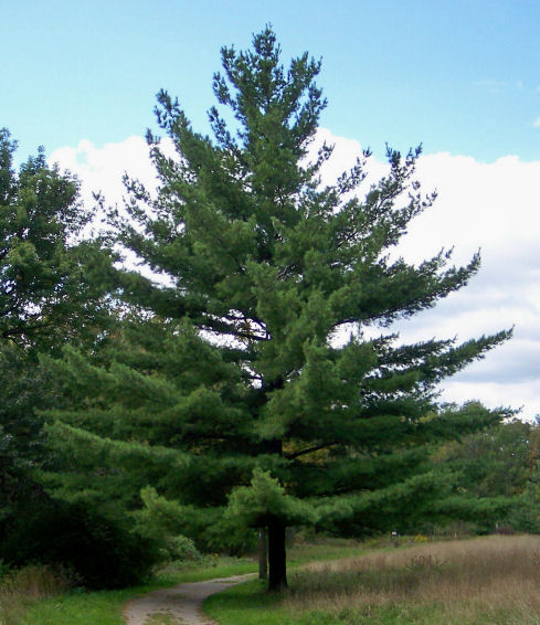 Eastern White Pine