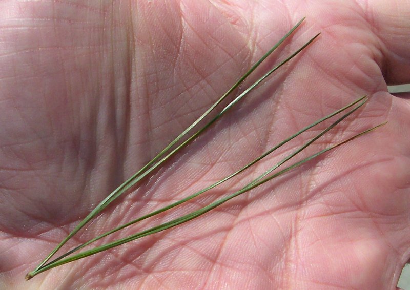 Eastern White Pine Needles