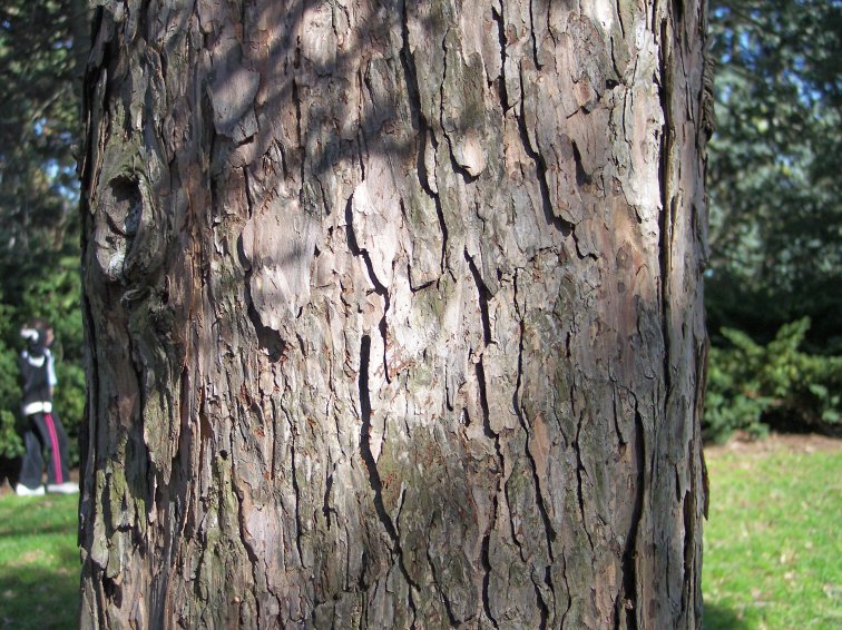 Bark of the European Larch