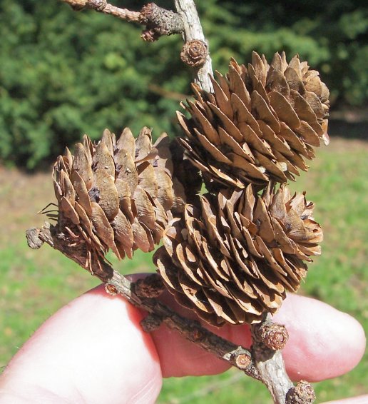 Cones of the European Larch