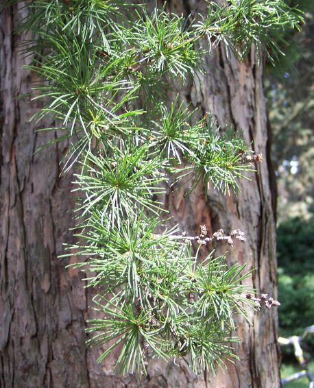 Needles of the European Larch