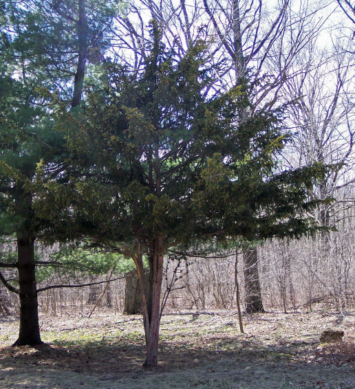 Japanese Yew