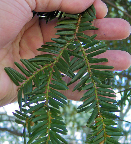 Needles of the Japanese Yew