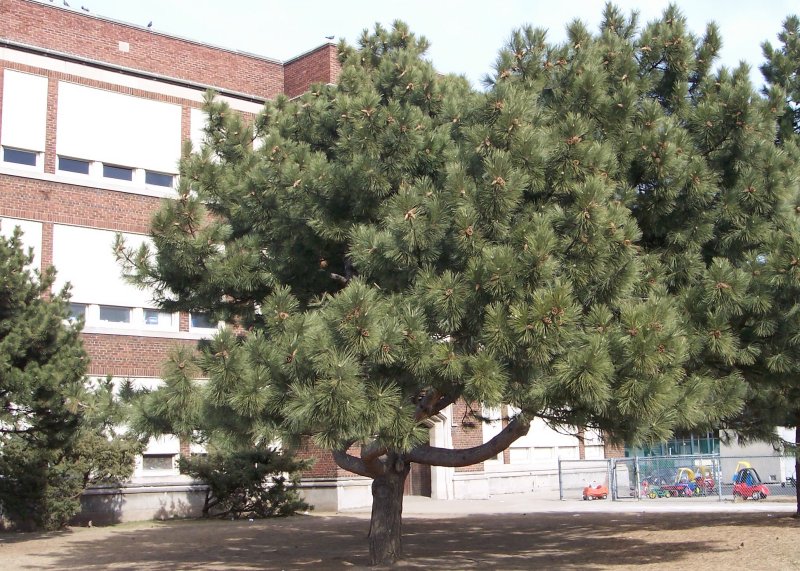 Red Pine