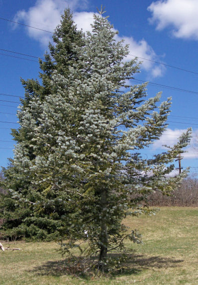 White Fir