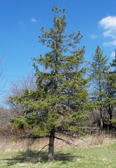 White Spruce