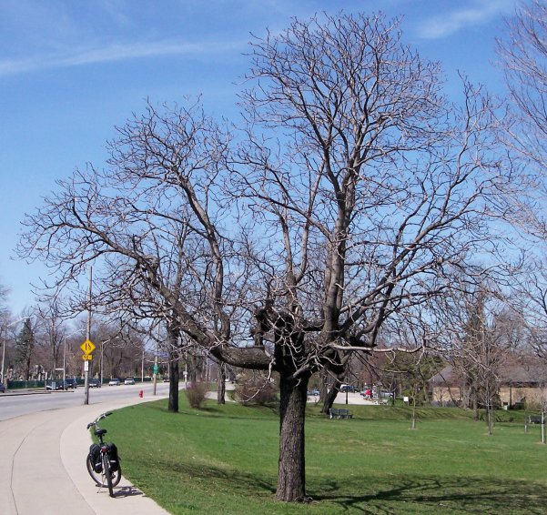 Ohio Buckeye