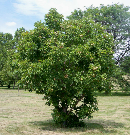 Ohio Buckeye