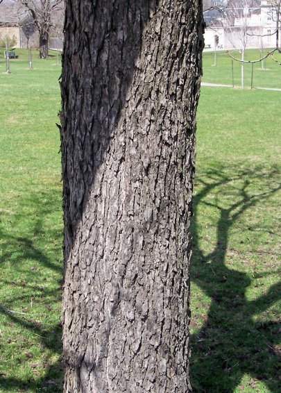 Trunk of the Ohio Buckeye